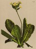 Примула высокая гигантская (Primula elatior (лат.)) (из Atlas der Alpenflora. Дрезден. 1897 год. Том IV. Лист 314)