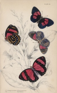 Бабочки 1,2. Catagramma Condomanus 3,4. C. Pyramus (лат.) (лист 20 XXXVI тома "Библиотеки натуралиста" Вильяма Жардина, изданного в Эдинбурге в 1837 году)