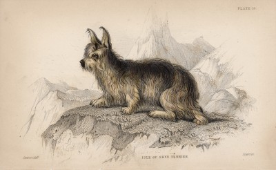Скайтерьер (Canis Terrarius (лат.)) (лист 18 тома V "Библиотеки натуралиста" Вильяма Жардина, изданного в Эдинбурге в 1840 году)