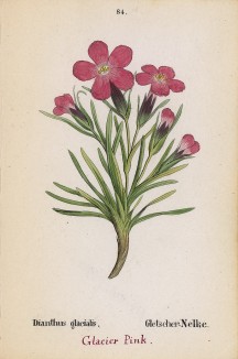 Гвоздика ледниковая (Dianthus glacialis (лат.)) (лист 84 известной работы Йозефа Карла Вебера "Растения Альп", изданной в Мюнхене в 1872 году)