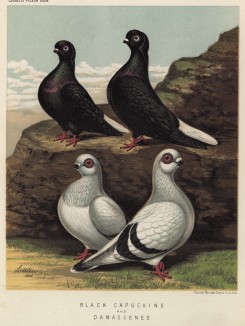 Вверху: чёрные голуби-капуцины. Внизу: голуби дамасские (из знаменитой "Книги голубей..." Роберта Фултона, изданной в Лондоне в 1874 году)