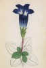 Горечавка бесстебельная (Gentiana excisa (лат.)) (лист 285 известной работы Йозефа Карла Вебера "Растения Альп", изданной в Мюнхене в 1872 году)