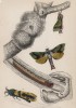 Спящий и бодрствующий мотылёк 1,2. Hepiolus lignivora 3. Caterpillar of Do. 4. Zeuzera minea (лат.) (лист 8 XXXVII тома "Библиотеки натуралиста" Вильяма Жардина, изданного в Эдинбурге в 1843 году)