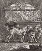 Французские охотничьи собаки. Гравюра Иоганна Элиаса Ридингера из Entwurff Einiger Thiere ..., Аугсбург, 1738. 