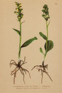 Пололепестник зелёный (Coeloglossum viride (L.) C.Hartm. (лат.)) (из Atlas der Alpenflora. Дрезден. 1897 год. Том I. Лист 68)