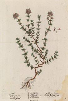 Тимьян обыкновенный, или чабрец (Thymus vulgaris (лат.)) -- род растений семейства яснотковые (лист 211 "Гербария" Элизабет Блеквелл, изданного в Нюрнберге в 1757 году)