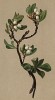 Арктоус альпийский (Arctous alpina (лат.)), или толокнянка альпийская (из Atlas der Alpenflora. Дрезден. 1897 год. Том III. Лист 297)
