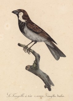 Домовый воробей -- спутник человека (лист из альбома литографий "Галерея птиц... королевского сада", изданного в Париже в 1822 году)