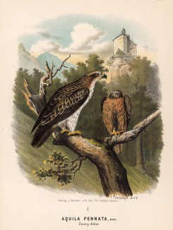 Европейские орлы-карлики в 1/4 натуральной величины (лист XL красивой работы Оскара фон Ризенталя "Хищные птицы Германии...", изданной в Касселе в 1894 году)