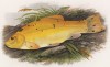 Золотистый линь (иллюстрация к "Пресноводным рыбам Британии" -- одной из красивейших работ 70-х гг. XIX века, выполненных в технике хромолитографии)