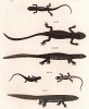 Коллекция саламандр Леопольда Фитцингера из его известного труда Naturgeschichte der Amphibien in ihren Sämmtlichen hauptformen (Вена. 1864 год)