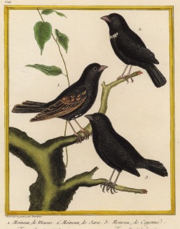 Воробьи из Макао (1), с острова Ява (2), из Южной Америки (3) (из Table des Planches Enluminées d'Histoire Naturelle de M. D'Aubenton (фр.). Утрехт. 1783 год (лист 224))