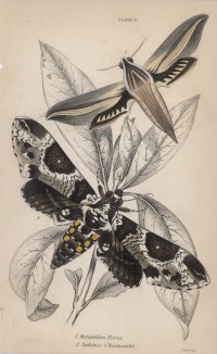Мотыльки 1. Metopsilus Tersa 2. Sphinx Chionanthi (лат.) (лист 5 XXXVII тома "Библиотеки натуралиста" Вильяма Жардина, изданного в Эдинбурге в 1843 году)