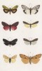 Бабочки Emydia Grammica (1), Euchelia Jacobeae (2), Setina Irrorea (4), а также рода Lithosia: Rubricollis (3), Griseola (5), Complana (6) и рода Dejopeia: Pullchella (5), Complana (6) (лат.) (лист 54)