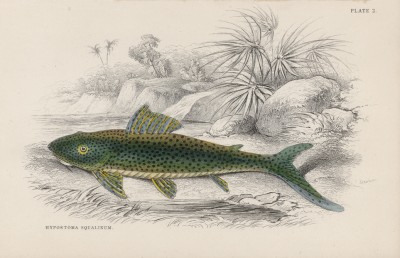 Акулий гипостомус (Hypostoma squalinum (лат.)) (лист 2 XXXIX тома "Библиотеки натуралиста" Вильяма Жардина, изданного в Эдинбурге в 1860 году)