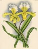 Орхидея CYPRIPEDUM INSIGNE CHANTINI (лат.) (лист DCCXXXVIII Lindenia Iconographie des Orchidées - обширнейшей в истории иконографии орхидей. Брюссель, 1901)