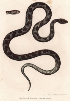 Ядовитая Ailurophis vivan (лат.) (из Naturgeschichte der Amphibien in ihren Sämmtlichen hauptformen. Вена. 1864 год)