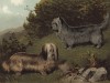 Скайтерьеры Сэм и Перки (из "Книги собак" Веро Шоу, украшенной великолепными иллюстрациями Чарльза Барбера. Лондон. 1881 год)