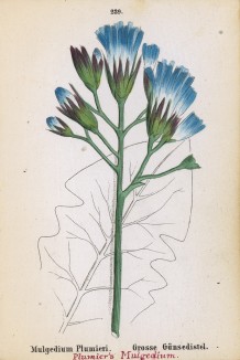 Цицербита Плюмьера (Mulgedium Plumieri (лат.)) (лист 239 известной работы Йозефа Карла Вебера "Растения Альп", изданной в Мюнхене в 1872 году)