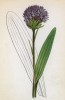 Траунштейнера шаровидная (Orchis globosa (лат.)) (лист 372 известной работы Йозефа Карла Вебера "Растения Альп", изданной в Мюнхене в 1872 году)