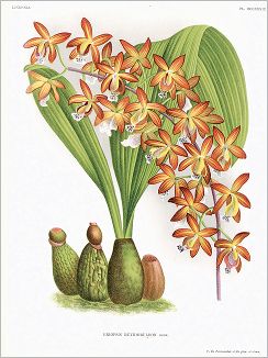 Копия «Орхидея ERIOPSIS RUTIDOBULBON (лат.) (лист DCCXXXIX Lindenia Iconographie des Orchidées - обширнейшей в истории иконографии орхидей. Брюссель, 1901)»