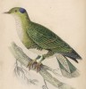Сине-зелёный фруктовый голубь (Ptilinopus cyanovirens (лат.)) (лист 5 тома XIX "Библиотеки натуралиста" Вильяма Жардина, изданного в Эдинбурге в 1843 году)