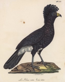 Гокко алагосский, или древесная курица (лист из альбома литографий "Галерея птиц... королевского сада", изданного в Париже в 1825 году)