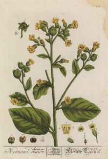 Табак (Nicotiana (лат.)) — род растений семейства паслёновые. Известно около 40 видов. До XVI века табак произрастал только в Северной и Южной Америке (лист 437 "Гербария" Элизабет Блеквелл, изданного в Нюрнберге в 1760 году)