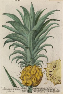 Ананас спелый (Ananasa (лат.)) (лист 567 "Гербария" Элизабет Блеквелл, изданного в Нюрнберге в 1760 году)