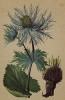Синеголовник альпийский (Eryngium alpinum (лат.)) (из Atlas der Alpenflora. Дрезден. 1897 год. Том III. Лист 281)