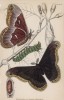 Метаморфозы павлиноглазки (Metamorphoses of Saturnia Prometheus (лат.)) (лист 12 XXXVII тома "Библиотеки натуралиста" Вильяма Жардина, изданного в Эдинбурге в 1843 году)