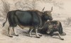 Индийский бизон, или гаял (Bison Sylhetanus (лат.)) (лист 31 тома X "Библиотеки натуралиста" Вильяма Жардина, изданного в Эдинбурге в 1843 году)