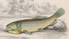 Костная рыба гуавина (Eerythrinus guavina (лат.)) (лист 29 тома XL "Библиотеки натуралиста" Вильяма Жардина, изданного в Эдинбурге в 1860 году)