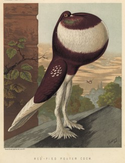 Пёстрый дутыш красного окраса (из знаменитой "Книги голубей..." Роберта Фултона, изданной в Лондоне в 1874 году)