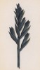 Лимодорум недоразвитый (Limodorum abotivum (лат.)) (лист 380 известной работы Йозефа Карла Вебера "Растения Альп", изданной в Мюнхене в 1872 году)