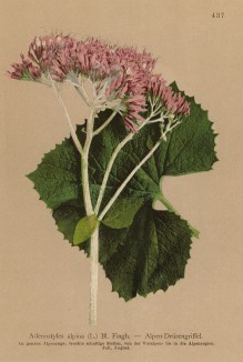 Аденостилес альпийский (Adenostyles alpina (лат.)) (из Atlas der Alpenflora. Дрезден. 1897 год. Том V. Лист 437)