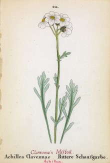 Тысячелистник серебристый (Achillea Clavennae (лат.)) (лист 214 известной работы Йозефа Карла Вебера "Растения Альп", изданной в Мюнхене в 1872 году)