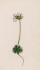 Проломник мохнатый (Androsace villosa (лат.)) (лист 338 известной работы Йозефа Карла Вебера "Растения Альп", изданной в Мюнхене в 1872 году)