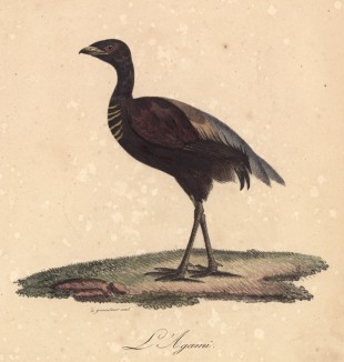 Не вьющая гнезда агами, или золотогрудый трубач (лист из альбома литографий "Галерея птиц... королевского сада", изданного в Париже в 1822 году)