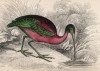 Прекрасная коровайка, или блестящий ибис (Ibis falcinellus (лат.)) (лист 10 тома XXVI "Библиотеки натуралиста" Вильяма Жардина, изданного в Эдинбурге в 1842 году)