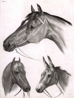 Две лошадки и мул. Лист 2 из книги The Book of animals drawn from nature, выпущенной одним из лучших художников-анималистов середины XIX века Уильямом Барро и известным литографом Томасом Фэрлендом. Лондон, 1846