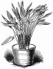 Стрелиция королевская -- прекрасный южноафриканский цветок, покоривший весь мир своей экзотической формой, впервые выведенный в Европе в Королевских ботанических садах Кью близ Лондона (The Illustrated London News №102 от 13/04/1844 г.)