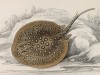Скат речной (Trygon garrapa (лат.)) (лист 21 тома XL "Библиотеки натуралиста" Вильяма Жардина, изданного в Эдинбурге в 1860 году)