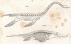 Реконструкция середины XIX века скелетов ихтиозавра и плезиозавра (из Naturgeschichte der Amphibien in ihren Sämmtlichen hauptformen. Вена. 1864 год)