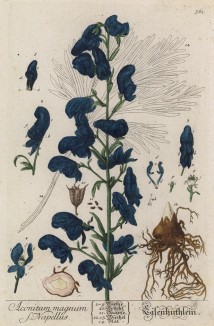 Борец, или прострельная трава, или волчий корень (Aconitum magnum S. Napellis (лат.)) (лист 561 "Гербария" Элизабет Блеквелл, изданного в Нюрнберге в 1760 году)