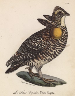 Тетерев луговой (лист из альбома литографий "Галерея птиц... королевского сада", изданного в Париже в 1825 году)