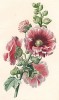 Мальва (шток-роза) из Flore pittoresque dediée Aux Dames par A. Chazal... Париж. 1820 год. В 2000 году комплект этих лучших в истории французской книги начала XIX века ботанических иллюстраций был продан на аукционе "Кристи" за 209.462 $