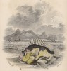 Титульный лист XXIX тома "Библиотеки натуралиста" Вильяма Жардина, изданного в Эдинбурге в 1835 году и посвящённого баронету Джозефу Бенксу (на миниатюре изображён океанский окунь)