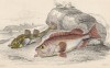 1. Лисичка морская 2. Золотистый каменный окунь (1. Aspidophorus Europeus 2. Sebastes Norvegicus (лат.)) (лист 5 XXXII тома "Библиотеки натуралиста" Вильяма Жардина, изданного в Эдинбурге в 1843 году)