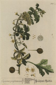 Растение из семейства Cucurbitaceae (лат.) -- родственник огурца и дыни (лист 589 "Гербария" Элизабет Блеквелл, изданного в Нюрнберге в 1760 году)